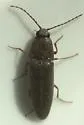 Melanotus sagittarius - photo 2