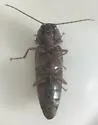 Melanotus sagittarius - photo 4