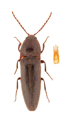 Melanotus similis - Melanotus similis