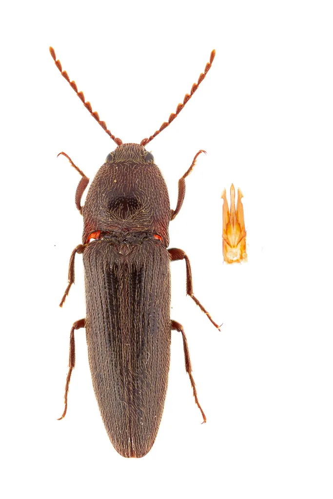 Melanotus similis - photo 2