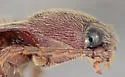 Melanotus spadix - photo 5