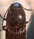Melanotus tenax - photo 4