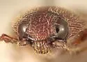 Melanotus testaceus - photo 3