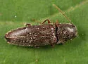 Melanotus trapezoideus - Melanotus trapezoideus