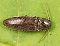 Melanotus trapezoideus - photo 2