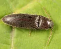 Melanotus trapezoideus - photo 3