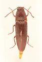 Melanotus trapezoideus - photo 4