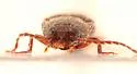 Melanotus trapezoideus - photo 5