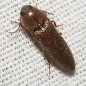 Melanotus verberans - Melanotus verberans