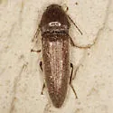 Melanotus verberans - photo 2