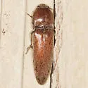 Melanotus verberans - photo 3