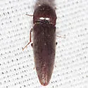 Melanotus verberans - photo 4