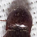 Melanotus verberans - photo 5