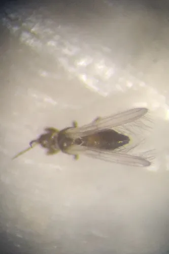 Melanthripidae - photo 2