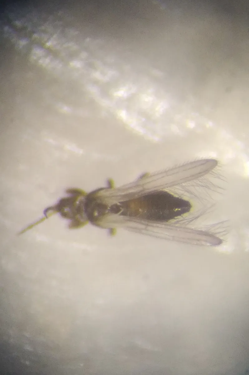Melanthripidae - photo 3