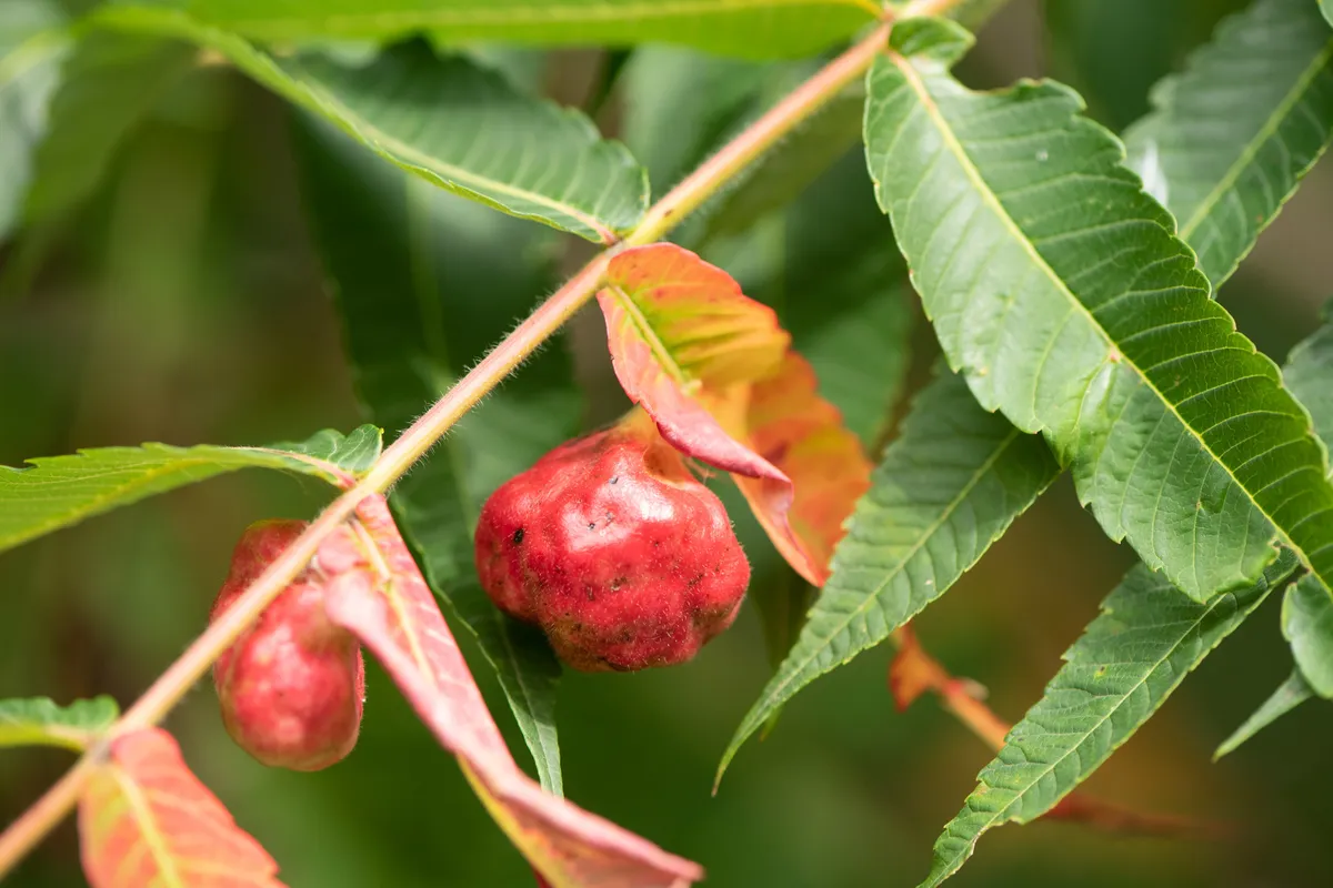 Sumac Gall Aphid - Melaphis rhois