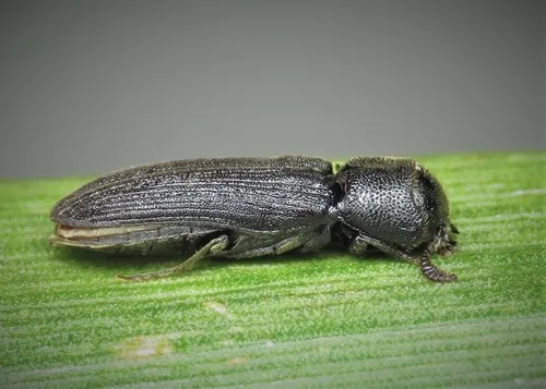 Melasis buprestoides