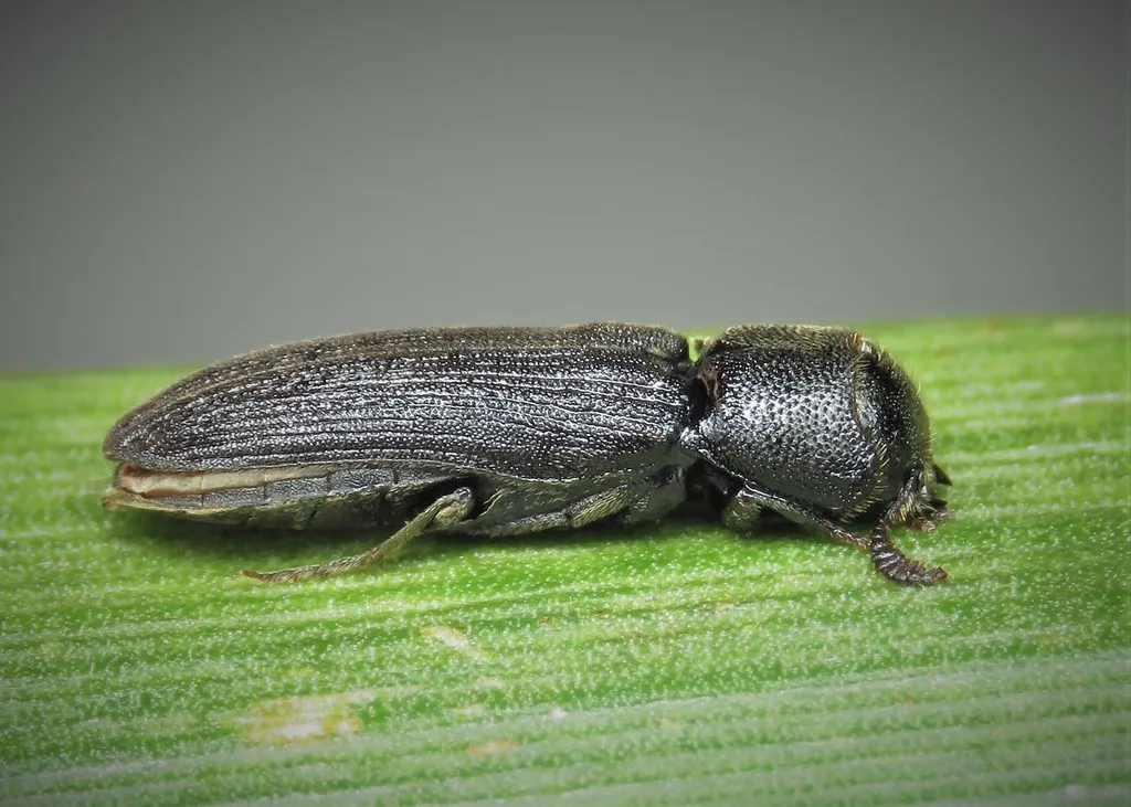 Melasis buprestoides - photo 2