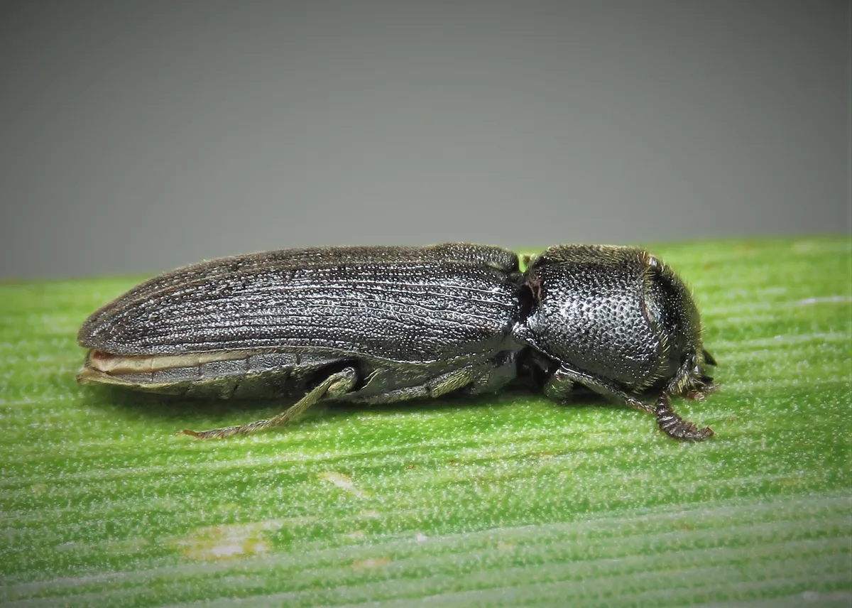 Melasis buprestoides - photo 3