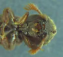 Melasis pectinicornis