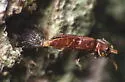 Melasis pectinicornis - photo 2