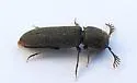 Melasis pectinicornis - photo 4