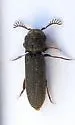 Melasis pectinicornis - photo 5