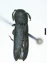 Melasis rufipalpis