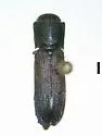 Melasis rufipennis