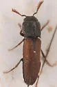 Melasis rufipennis - photo 2