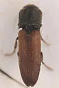 Melasis rufipennis - photo 3