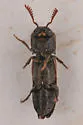 Melasis rufipennis - photo 4