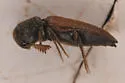 Melasis rufipennis - photo 5
