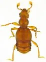 Melba quercae