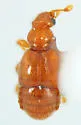 Melba sulcatula