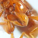 Melba sulcatula - photo 3