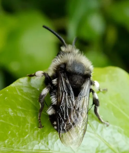 Common Mourning Bee
