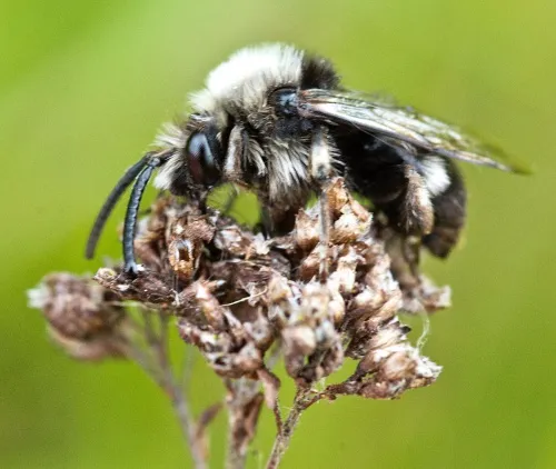 Common Mourning Bee - photo 2