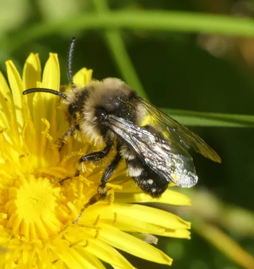 Common Mourning Bee - photo 3