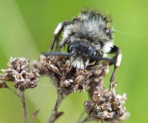 Common Mourning Bee - photo 4