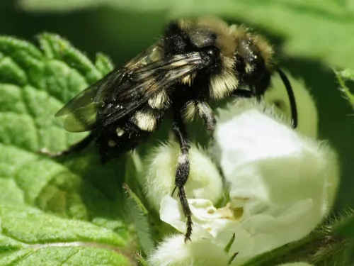 Common Mourning Bee - photo 5