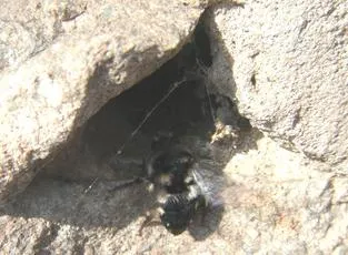 Common Mourning Bee - photo 6