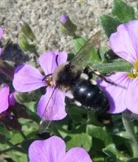 Common Mourning Bee - photo 7