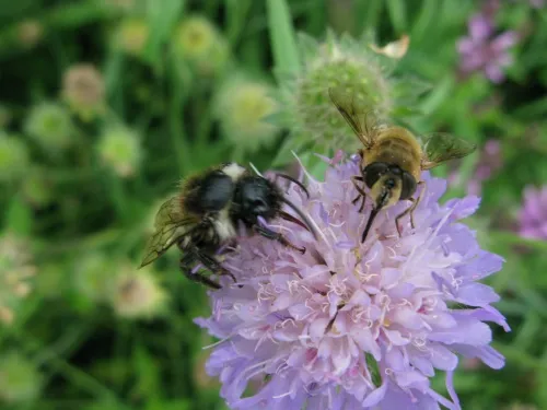 Common Mourning Bee - photo 8