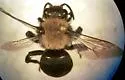 Melecta edwardsii