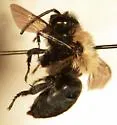 Melecta edwardsii - photo 2