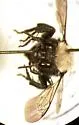 Melecta edwardsii - photo 3
