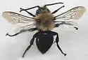 Melecta edwardsii - photo 4