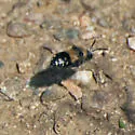 Melecta separata - photo 2