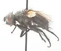 Meledonus californicus - Meledonus californicus